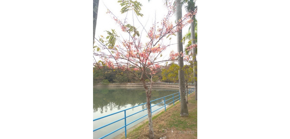 澄清湖花旗木桃花心木盛開浪漫美景邀您共賞(圖)