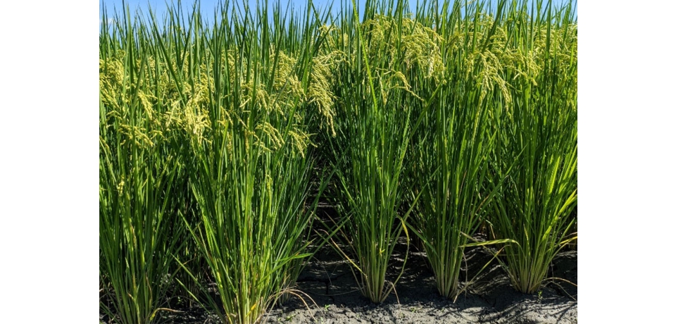 水稻產業的新生力軍「台農85號 」新品種 具芋頭香味米質又抗褐飛蝨之特性(圖)