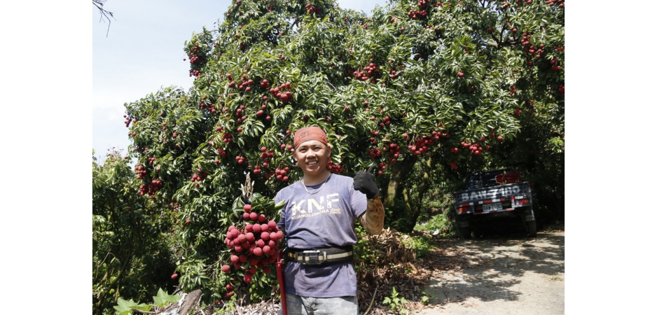 大里青農廖秉弦栽植糯米荔枝  創下1公斤300元的高價紀錄(圖)
