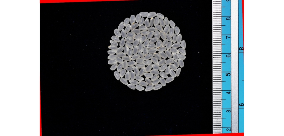 水稻「台農85號」新品種發展潛力雄厚(圖)