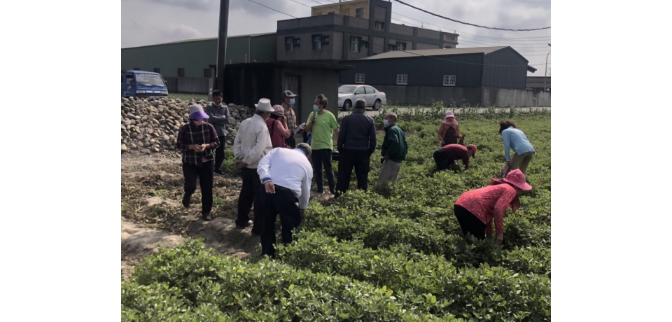 台塑企業為協助農民種植落花生健康栽培觀摩會(圖)