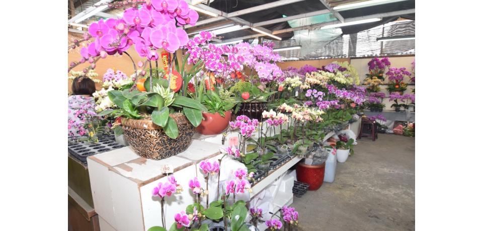 國光花市春節期間1月27日起至2月6日連續營業　應景花卉物美價廉(圖)
