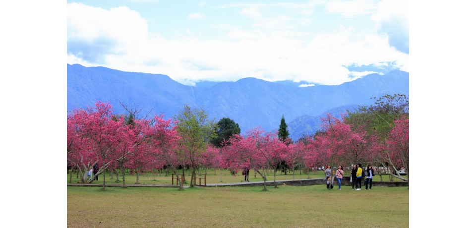 日管處歡迎大家光臨　2022日月潭櫻花季(圖)