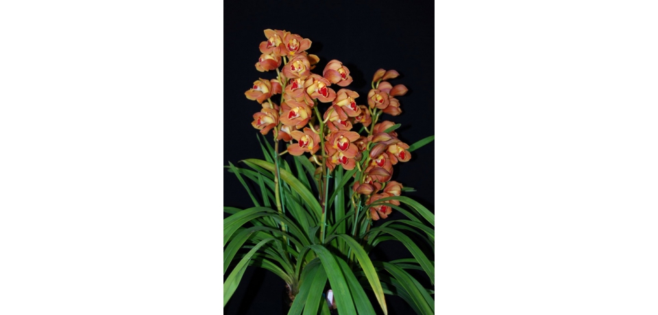 農試所培育成功大花蕙蘭新品種「台農1號-大吉大利」具有增加市場銷售通路之優勢(圖)