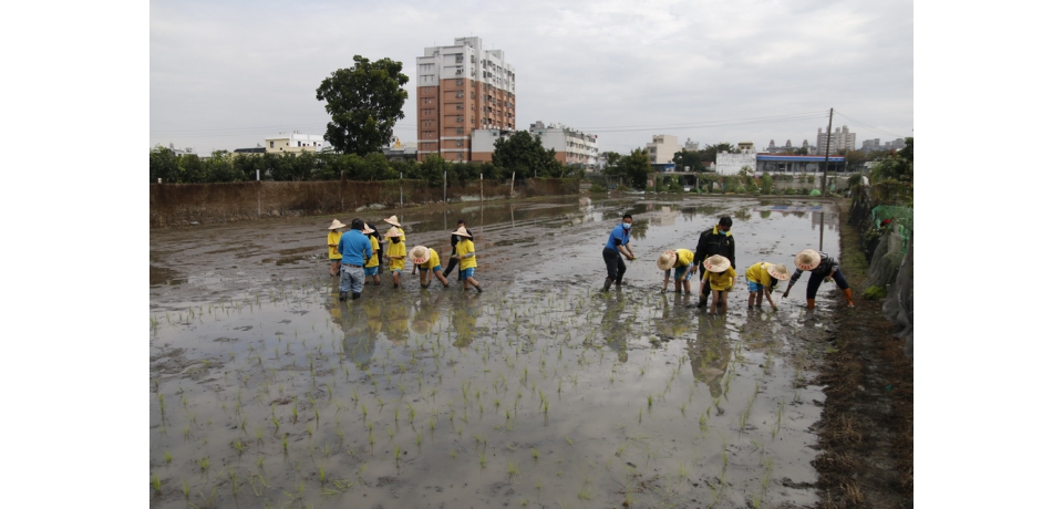 作伙插秧趣！大里農會辦食農教育活動(圖)