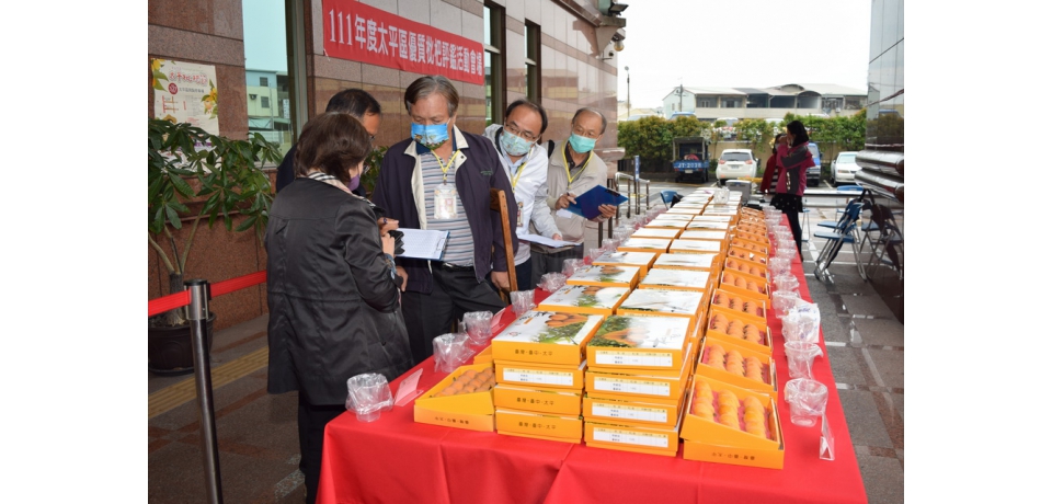 太平區優質枇杷評鑑 謝清河、柯聰明勇奪冠軍(圖)