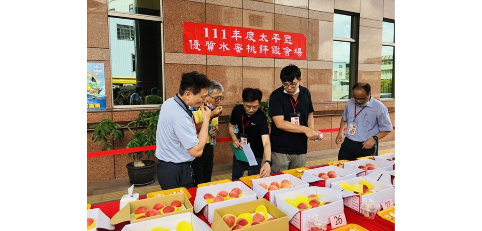 太平區優質水蜜桃果品評鑑由陳以育奪冠(圖)