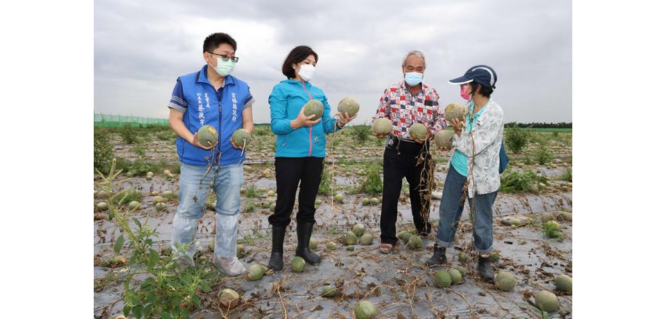 張麗善現勘洋香瓜受損 建議中央將列入災害現金救助(圖)