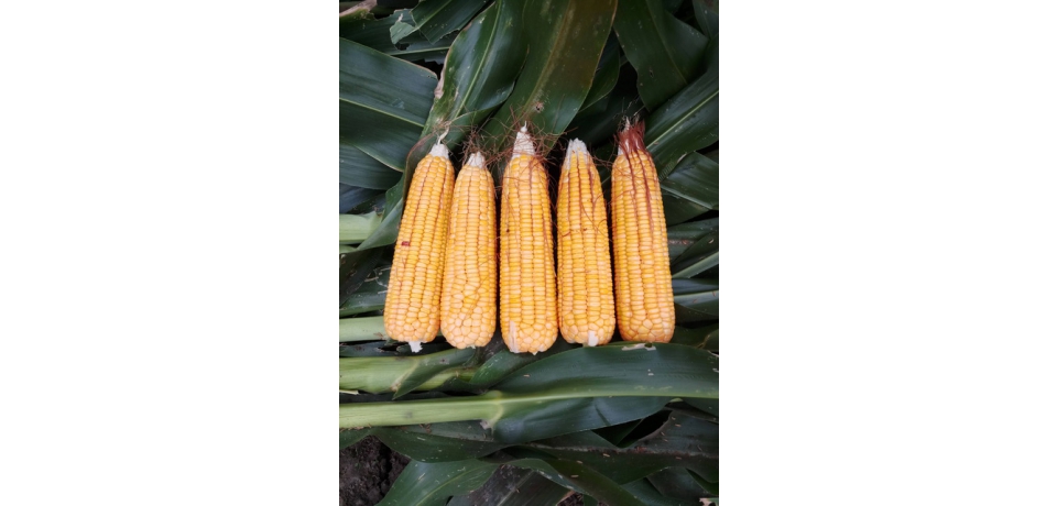 國產芻料新生力軍-青割玉米專用品種「台農8號」提供酪農戶新選擇(圖)