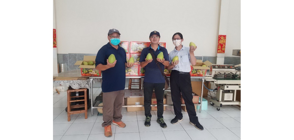 麻豆文旦15萬斤遭陸禁！貿易商及水果盤商挺柚農度難關 A果對折內銷 讓國人嚐「甜頭」(圖)