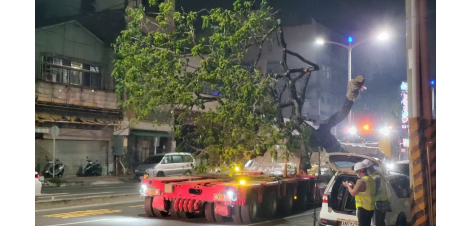 牴觸輕軌大順路段的雨豆樹移作業 市府邀請專家指導 展現護樹之重視(圖)