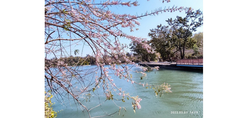 澄清湖風景區百花齊放 浪漫度爆表(圖)