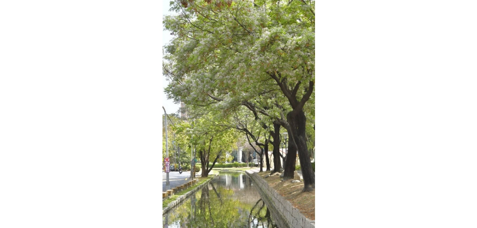 芬芳美麗滿枝椏  「雄」清香ㄟ楝樹花開ing(圖)