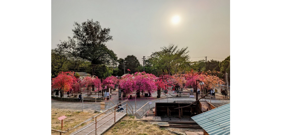 橋頭糖廠九重葛花海爆炸盛開，繽紛花景藝術宛如彩色童話(圖)