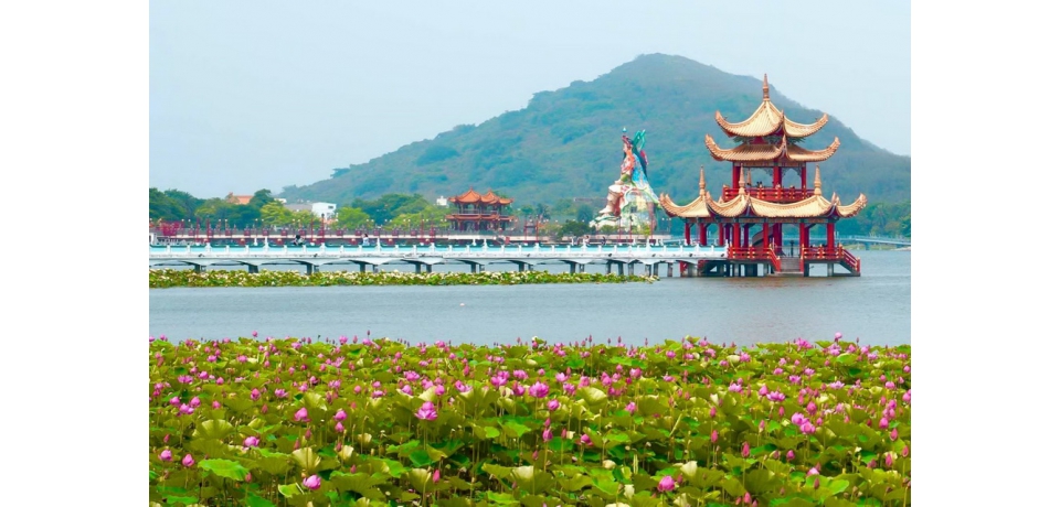 蓮池潭蓮花盛開 左營賞花散步小旅行(圖)