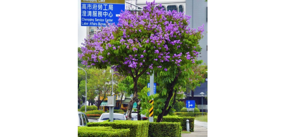 紫色旋風來襲～大花紫薇狂熱盛放中(圖)