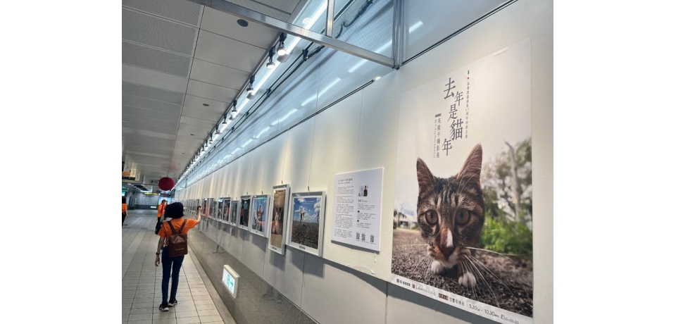 去年是貓年-吳毅平攝影展及講座」登場 展期至今年10月30日止免費開放入場(圖)