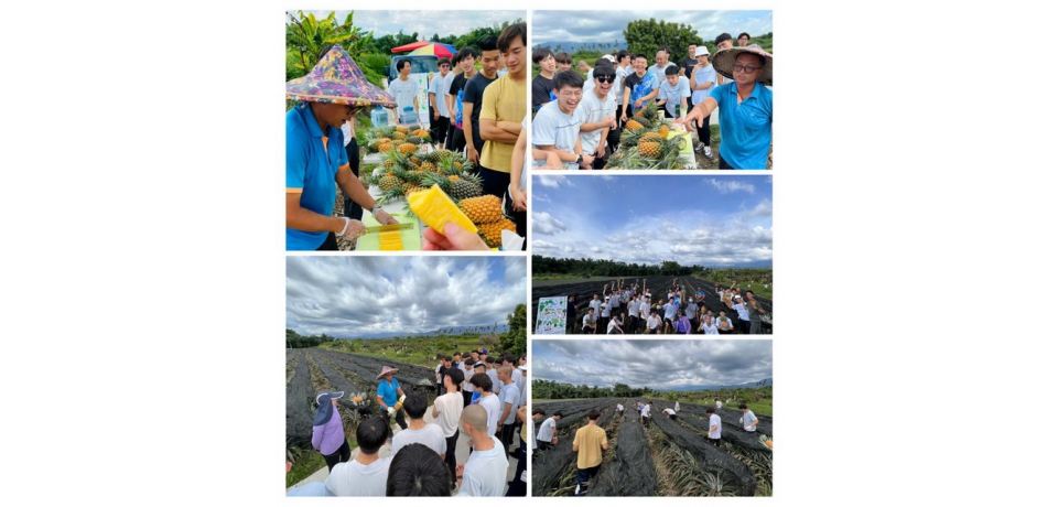 古坑鄉食農教育舉辦「學生動手體驗採摘鳳梨」(圖)