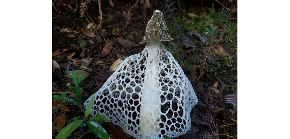 雙龍林道　展現菇類之美(圖)