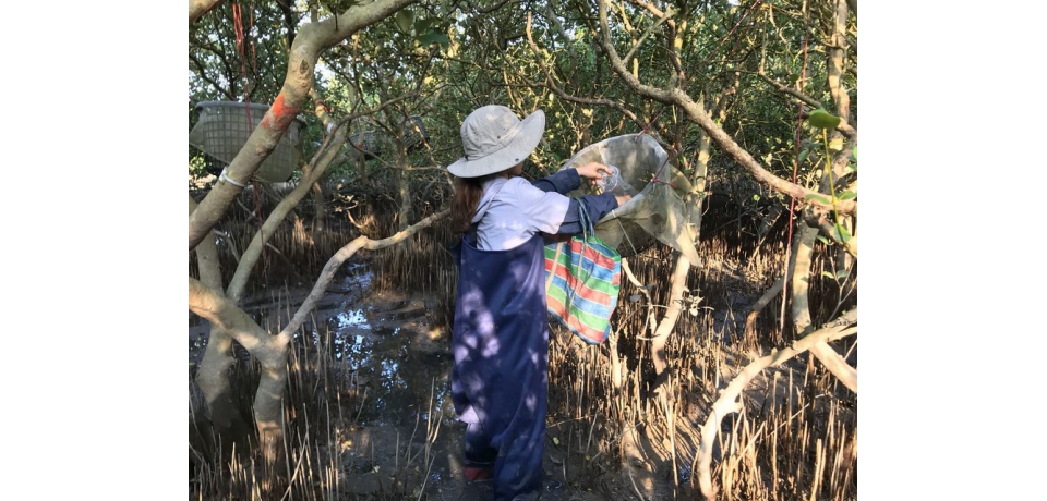 海洋碳匯能力比森林更強! 從紅樹林出發海委會積極研擬「藍碳方法學」(圖)
