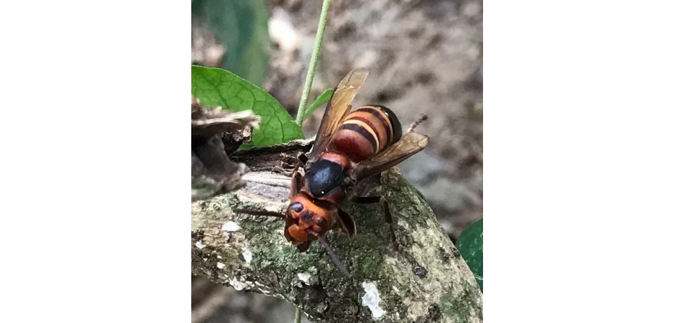 秋季虎頭蜂群攻擊性最高 自管處提醒民眾注意安全(圖)
