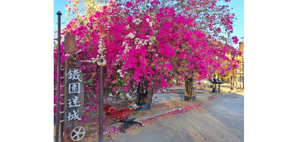 橋頭糖廠美景如織 正是春遊糖廠好時光(圖)