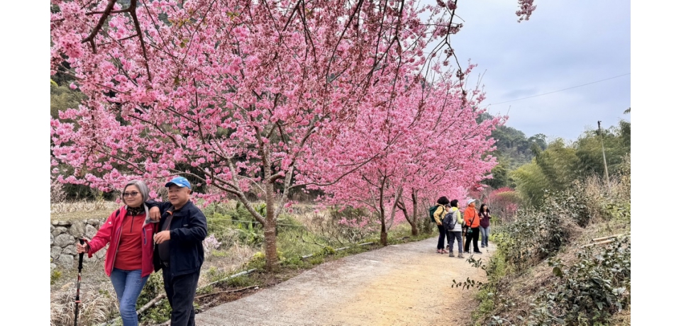 花都開 石壁美人谷成粉紅仙境 滿山滿谷櫻花盛開美不勝收(圖)