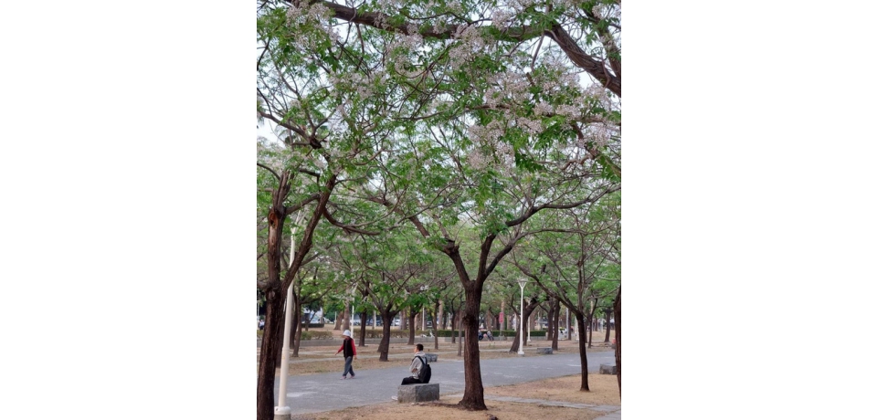 春風追拂  楝樹綻放浪漫紫花(圖)