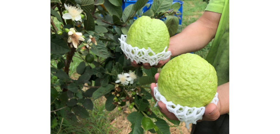 農糧署南區分署鼓勵農民 積極參與產銷履歷驗證計畫(圖)