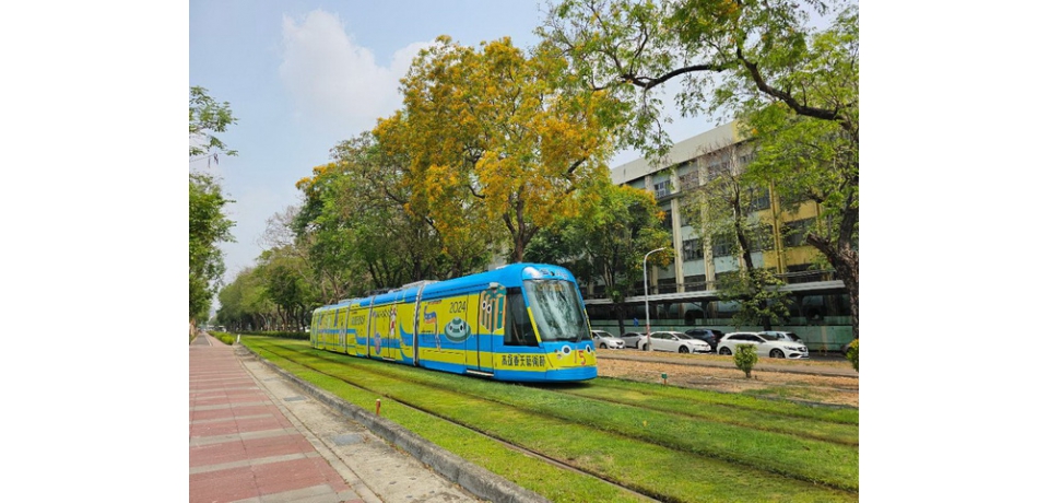 印度紫檀開花盛放 金色花海璀璨港都(圖)