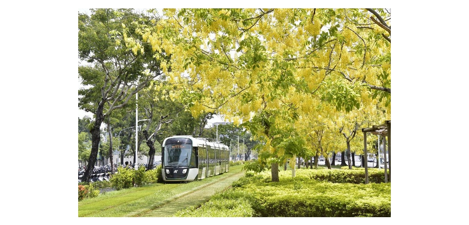 阿勃勒綻放 金黃色調點綴港都市容(圖)