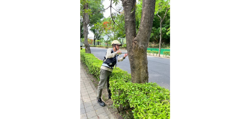 澄清湖風景區檢測樹木  進行風險管理(圖)