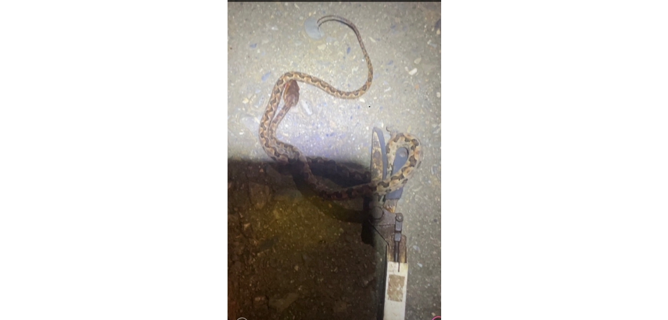 南投一婦女洗衣時腳踝遭龜殼花咬　機警拍照就醫施打血清救命(圖)