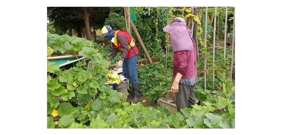 台中市北區新增登革熱NS1快篩陽性個案  台中市政府衛生局籲加強孳生源清除(圖)