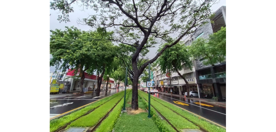 守護綠巨人隧道，輕軌加強沿線防颱護樹整備(圖)