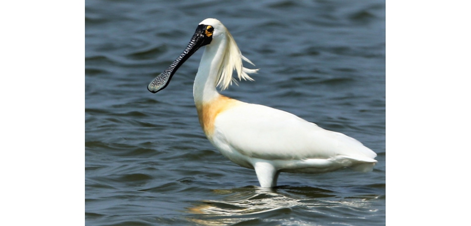 高雄茄萣濕地鳥客到　秋季瘋賞鳥正著時(圖)