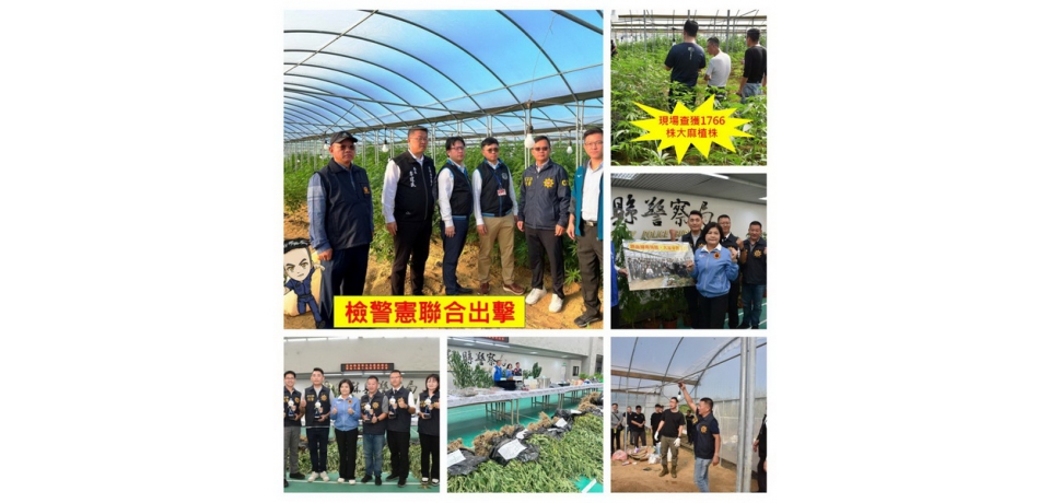 雲林檢警憲強力出擊  破獲史上最大戶外溫室大麻園(圖)