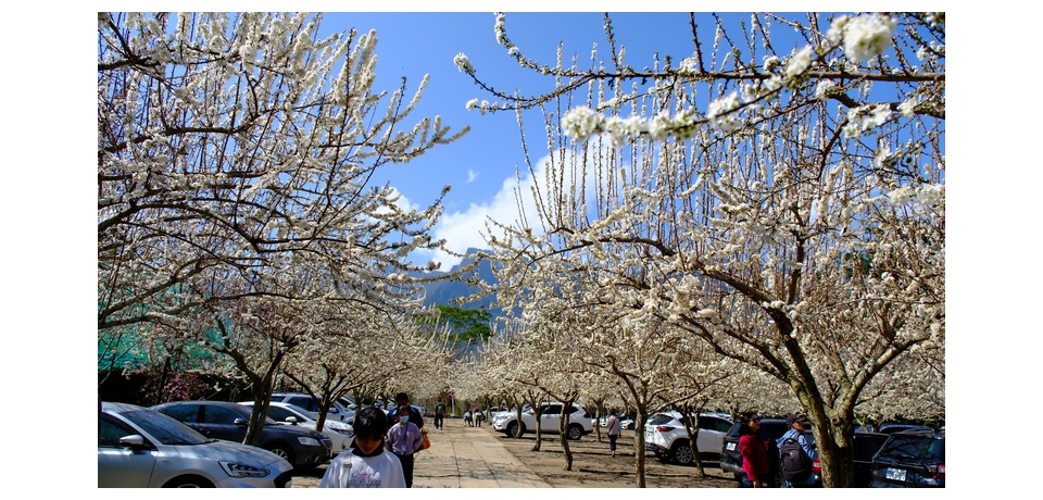 信義草坪頭李花持續盛開 年後遊客人流如織(圖)