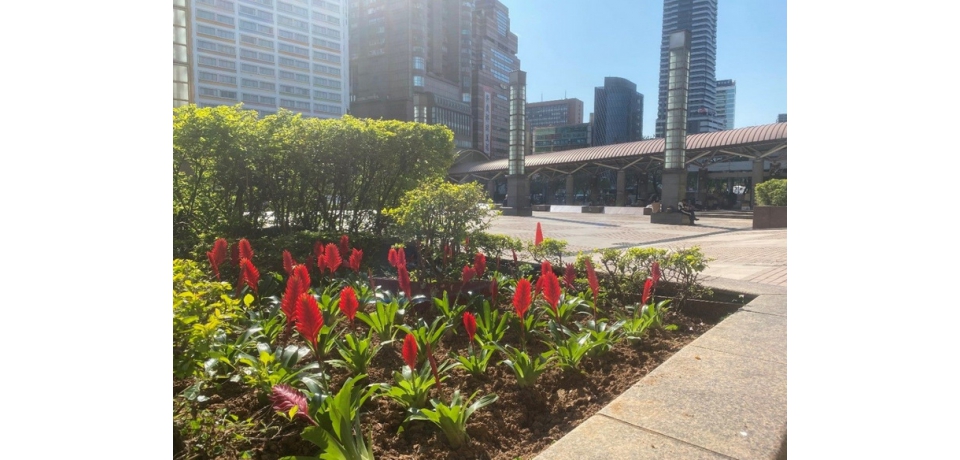 非花季獨享　台北市道路處處可賞花(圖)