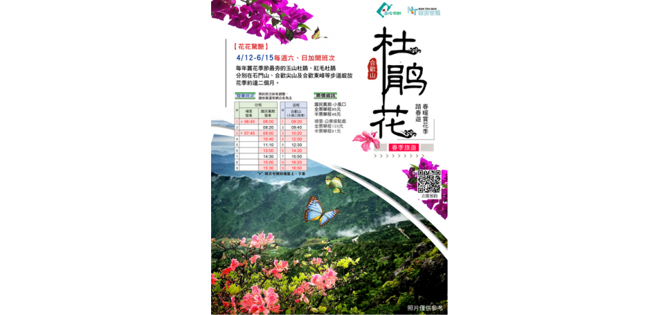 合歡山杜鵑花季疏運啟動　4月12日至6月15日假日實施，歡迎預約搭乘(圖)