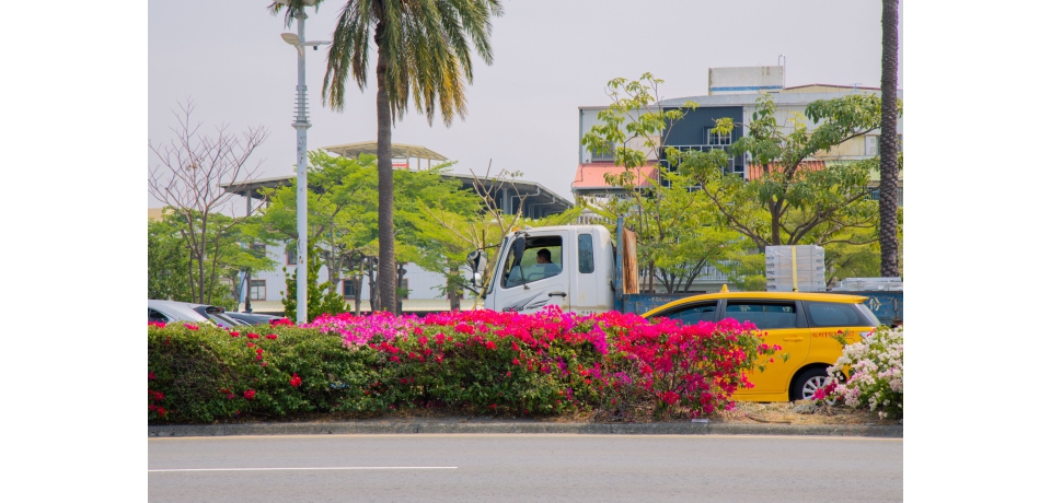 九重葛蔓延綻放　繽紛花海美不勝收(圖)