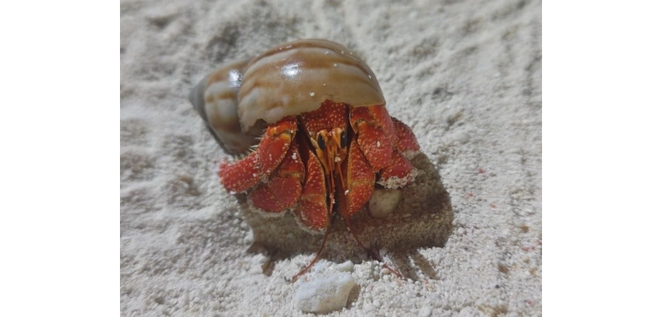 揭開國之南疆生態面紗 國海院調查太平島陸寄居蟹多樣性(圖)