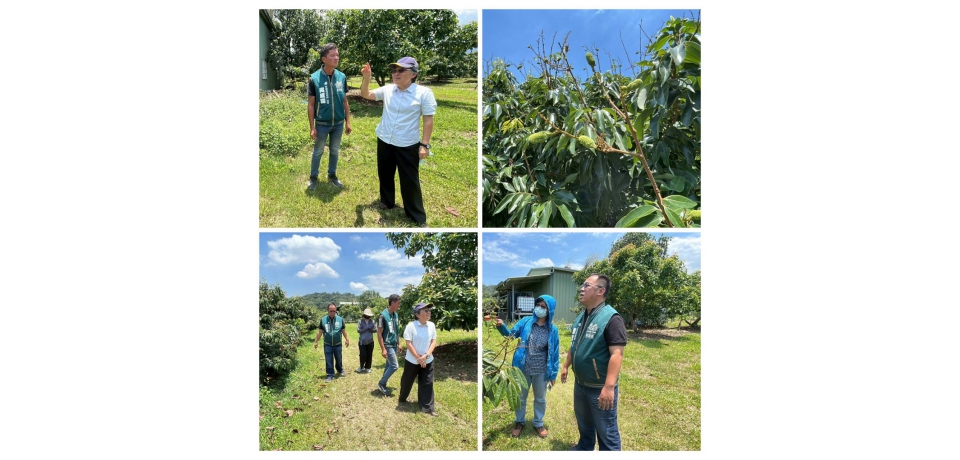 荔枝盛產期遇低溫 立委劉建國邀請農糧署專員下鄉會勘(圖)