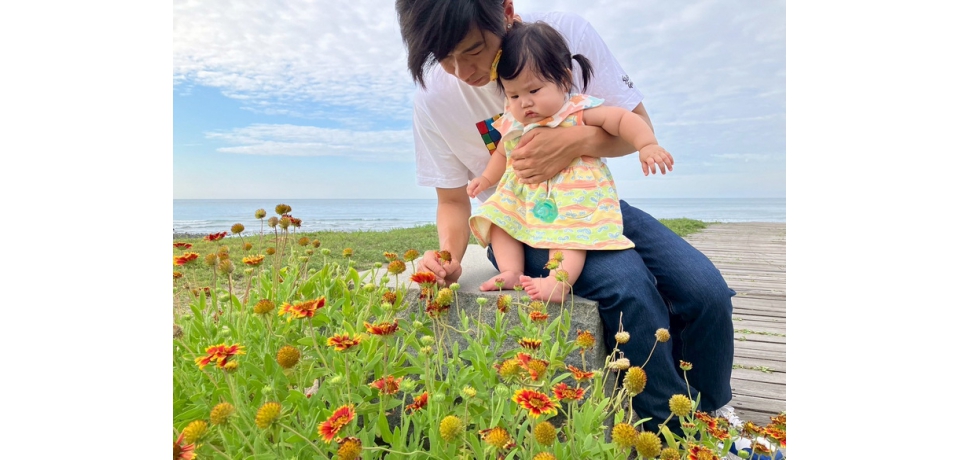 花開正盛迎夏日！新北兩大菊科花海秘境療癒綻放中(圖)