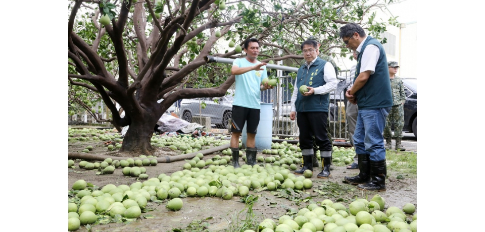丹娜絲颱風強風重創文旦產區 黃偉哲指示全力支援清運復原(圖)