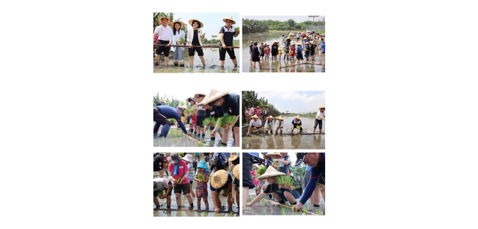 西螺農會親子水稻插秧體驗 雲林縣長張麗善食農教育親近土地 感受粒粒皆辛苦(圖)