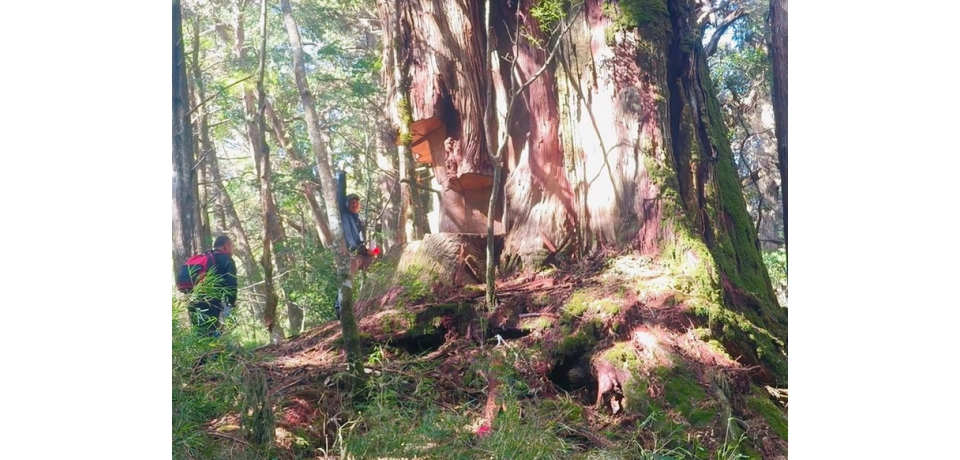 南投檢警林共同捍衛山林 瓦解逃逸外籍移工所組成大型盜伐集團(圖)