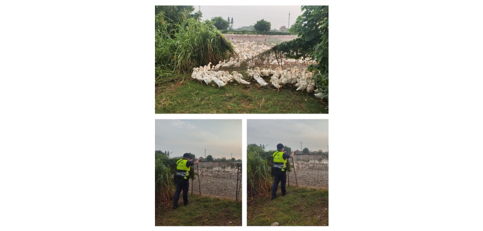 七月半鴨仔大逃亡  斗南警把另類逃犯「鴨」回籠(圖)