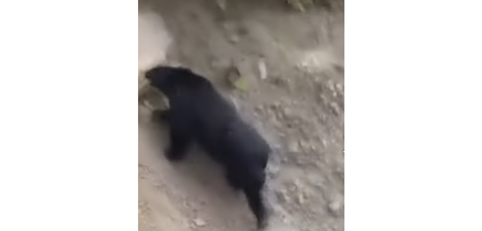 黑熊出沒仁愛鄉眉溪及翠巒部落　林業保育署提醒民眾提高警覺(圖)