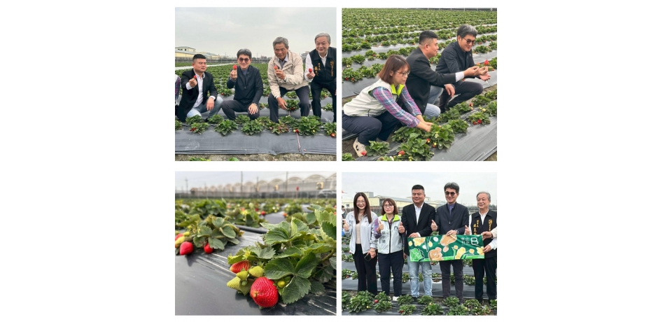 褒忠鄉「魚菜共生」草莓進軍超商 立委劉建國：政府應積極協助擴大產能(圖)